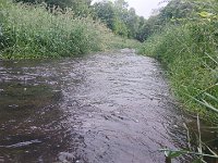 Vysazení odkrmených úhořů (4)
